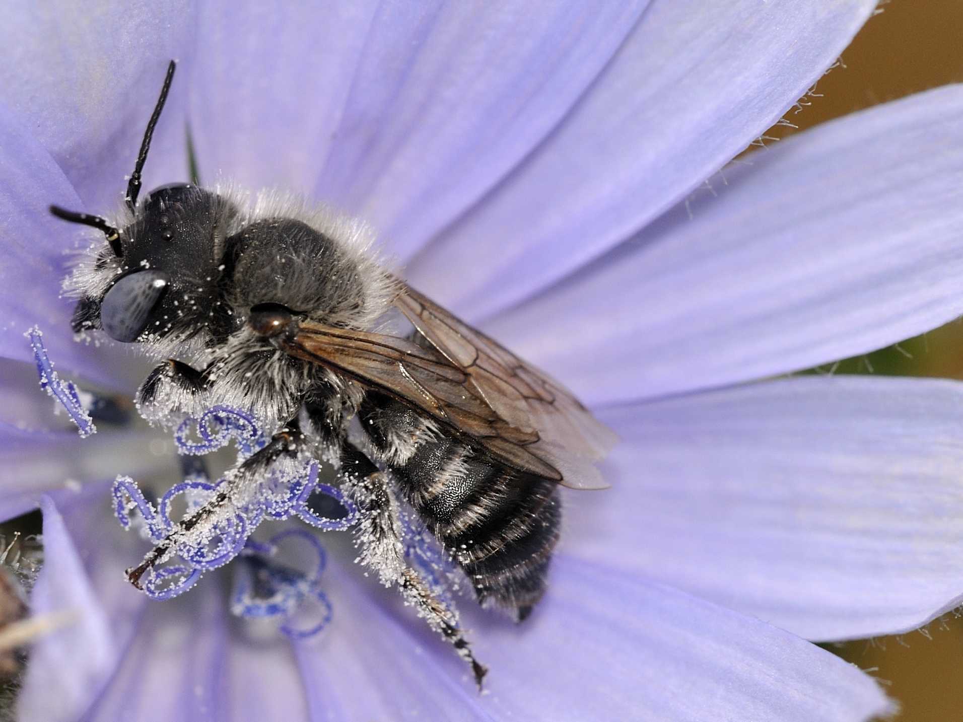 Apidae Megachlinae - Hoplitis sp.?